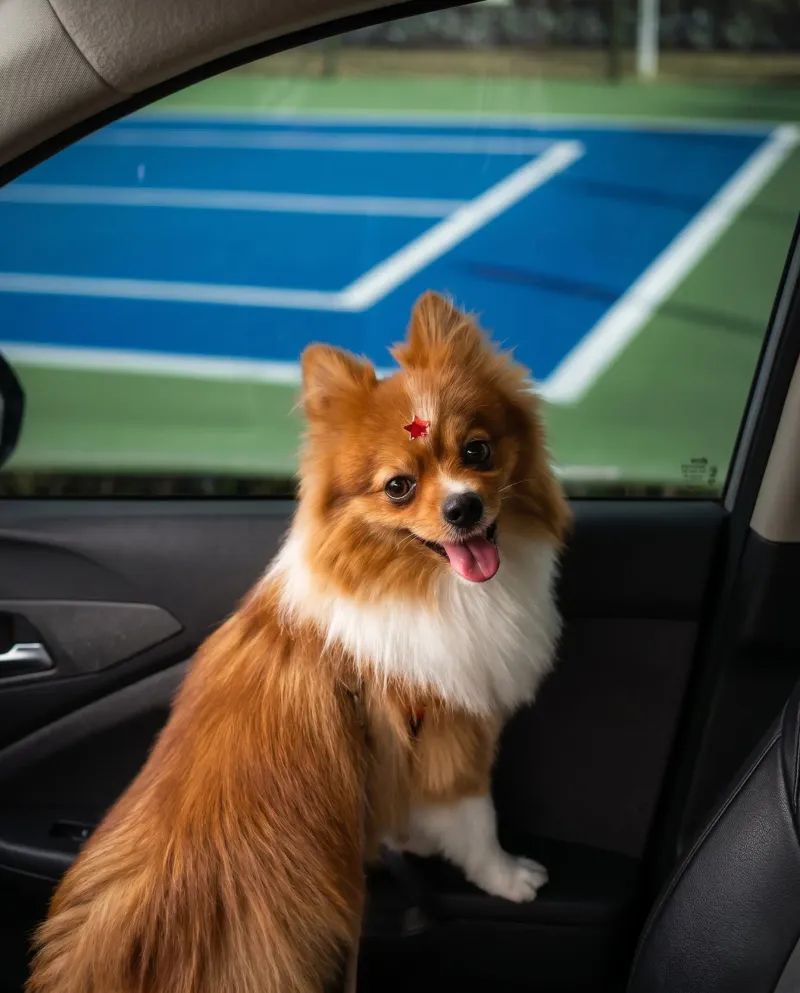 Copito, el Pomerania mascota de la agencia